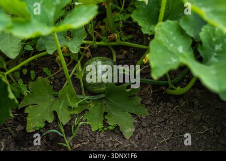 Junger Kürbis, der auf fruchtbarem Boden in einem Hausgarten wächst Stockfoto