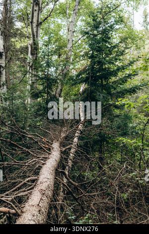Umgestürzte Bäume, die über dichte Waldvegetation am Eucher Trail in der Region Saguenay liegen Stockfoto