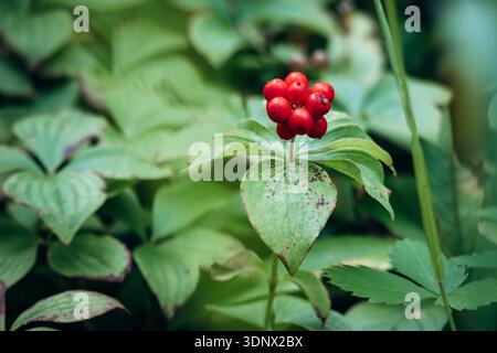 Bunchberry (Cornus canadensis) mit hellroten Beeren im Wald bei Saguenay, Québec Stockfoto