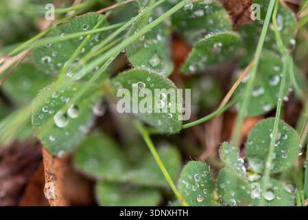 Nahaufnahme von grünen Kleeblättern mit Tautropfen und Grasklingen auf Waldboden, weiches Tageslicht, geringe Schärfentiefe. Stockfoto