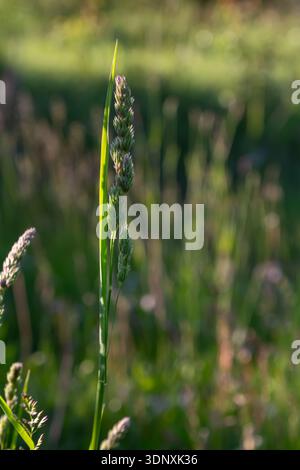 Dactylis glomerata, auch bekannt als Orchard Grass, zeigt seine hohen Spikeletthaufen in einer lebhaften grünen Umgebung unter dem warmen Schein des späten Nachmittags Stockfoto