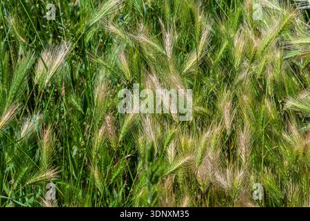 Hordeum murinum, auch bekannt als Wall Barley, zeigt seine auffälligen spitzen Ohren mit langen, üppigen grünen Feldern, die das Wesen des späten Frühlings einfangen. Stockfoto