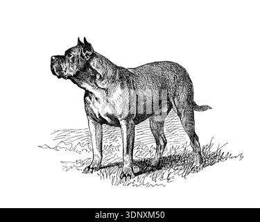 Hund Illustration, handgemachte Tusche Zeichnung, isoliert auf weißem Hintergrund, realistisches detailliertes Pelz, sauberer moderner Gravurstil. Dogue De Bordeaux Stockfoto
