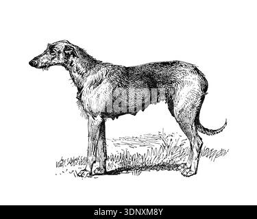 Hund Illustration, handgemachte Tusche Zeichnung, isoliert auf weißem Hintergrund, realistisches detailliertes Pelz, sauberer moderner Gravurstil. Irischer Wolfhound Stockfoto