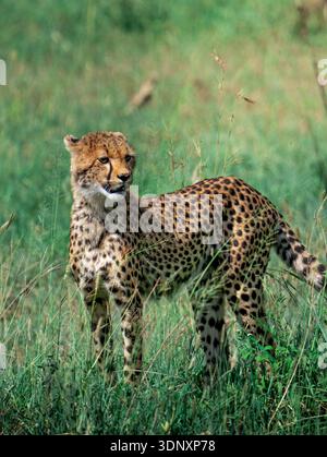 Ein anmutiger Gepard steht im üppigen Grasland des Serengeti-Nationalparks in Tansania auf der Hut. Das Bild fängt das Wesen der afrikanischen Tierwelt ein Stockfoto