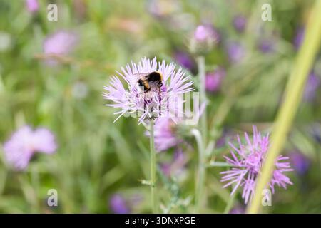 Ein Nahbild eines Bombus, einer Hummel, auf einer Galactites tomentosa, einer lila Marienblume, auf einer wilden grünen Wiese, die die Natur in Ruhe einfängt Stockfoto