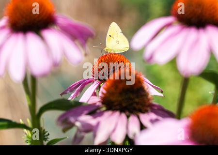 Ein Gonepteryx cleopatra-Schmetterling liegt sanft auf einer Echinacea purpurea-Blüte, die sich im Sonnenlicht sonnt. Die lebendigen Farben sorgen für einen atemberaubenden Kontrast Stockfoto