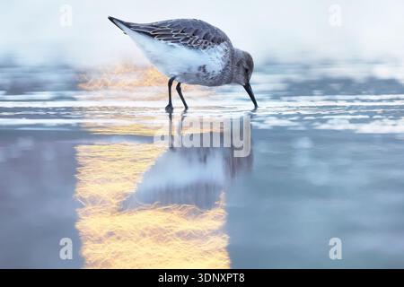 Ein gemeiner Sandpiper watscht in flachen Gewässern und sucht während seiner Herbstwanderung in Asturien, Spanien, nach Nahrung. Die goldenen Reflexe verstärken die Ruhe Stockfoto