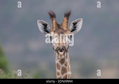 Intimes, frontseitiges Porträt einer jungen südafrikanischen Giraffe (Giraffa giraffa giraffa) in Pilanesberg. Stockfoto