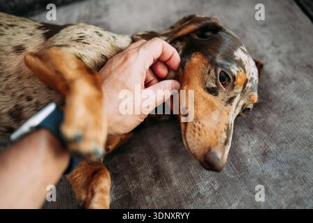Ein süßer Dackelhund liegt auf einer Couch und genießt sanftes Streicheln. Die Nahaufnahme zeigt die Bindung und Zuneigung zwischen Haustier und Besitzer in einem gemütlichen Zuhause Stockfoto