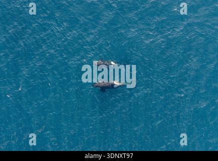 Ein faszinierender Luftschuss, der zwei majestätische Killerwale einfängt, die anmutig im tiefblauen Meer schwimmen, und die heitere Schönheit von mar unterstreicht Stockfoto