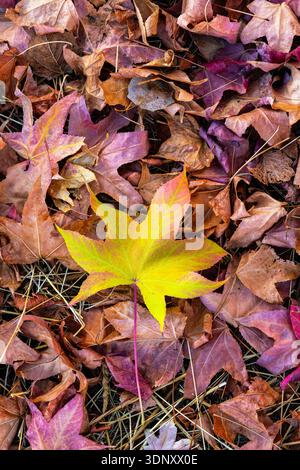 Ein leuchtendes gelbes Blatt hebt sich vor einem Hintergrund farbenfroher Herbstblätter hervor. Die verschiedenen Rot-, Braun- und Orange-Farbtöne sorgen für ein sattes Band Stockfoto