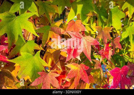 Eine atemberaubende Auswahl an Herbstblättern in leuchtenden Rot-, Grün- und Gelbtönen zeigt die Schönheit der Herbstsaison und schafft eine malerische und farbenfrohe Farbe Stockfoto