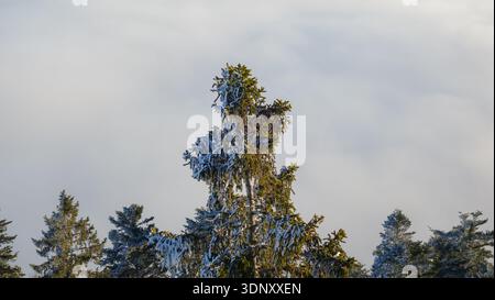 Schnee bedeckt die hohen Tannen des Juragebirges in der Schweiz. Die ruhige Winterlandschaft zeigt die ruhige Schönheit der frostbeladenen Äste Stockfoto
