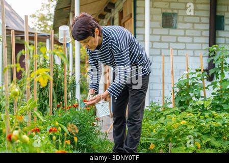 Eine Frau pflegt ihren Garten und erntet lebendige Ringelblumen und Ringelblumen. Sie pflückt sie sorgfältig, um einen wohltuenden, selbstgemachten Tee zuzubereiten Stockfoto