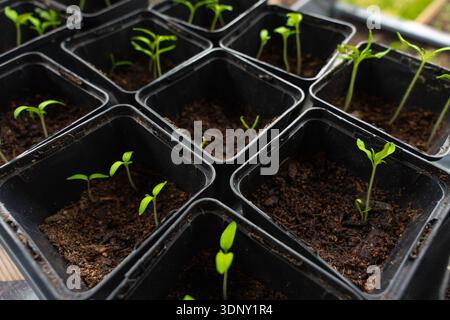 Junge grüne Setzlinge, die in schwarzen Plastiktöpfen mit Erde sprießen, früher Gemüsegarten Stockfoto
