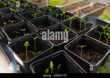 Junge grüne Setzlinge, die in schwarzen Plastiktöpfen mit Erde sprießen, früher Gemüsegarten. Stockfoto