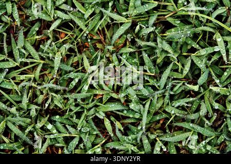 Frischer grüner Gras Morgentau. Nahaufnahme eines Makros von sprudelnden Wassertropfen auf üppigen Rasenblättern in der Natur während der Frühlingssaison für Wellness-Themen. Stockfoto