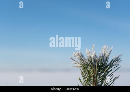 Ein einziger, frostbedeckter Kiefernzweig hebt sich von einem weiten, hellblauen Himmel und einer weichen weißen Schneelandschaft ab Stockfoto