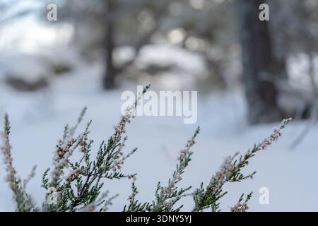 Nahaufnahme frostbedeckter Heidekraut-Zweige vor weichem verschneiten Waldgrund Stockfoto