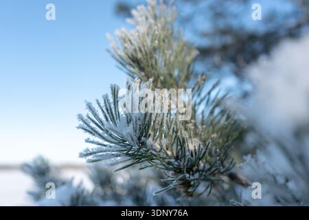 Nahaufnahme frostbedeckter Kiefernnadeln vor klarem blauem Winterhimmel Stockfoto