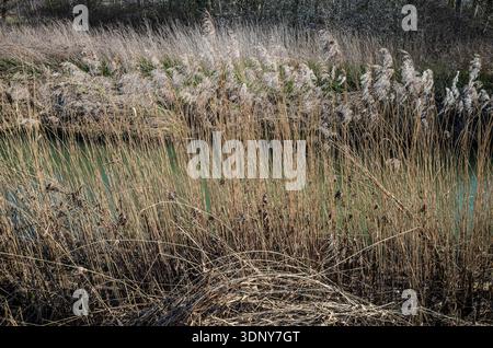Getrocknete blühende hohe Gras mit goldenen Stielen, die ein schmales Ufer in einer ländlichen Landschaft Großbritanniens säumen, schaffen eine abstrakte Frühjahrsszene. Stockfoto