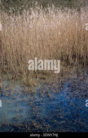 Hohes, getrocknetes goldenes Schilf am Rande eines Sees in einer ländlichen Feuchtlandschaft, die die kalte, ruhige Schönheit des späten Winters einfängt. Stockfoto