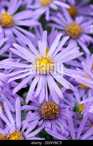 Aster amellus King George, italienischer Aster King George, mehrjährige lila Blüten im Spätsommer und Herbst Stockfoto