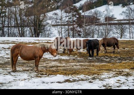 Wilde Pferde, die auf einem verschneiten Feld weiden, La Cortinada, Ordino, Andorra Stockfoto