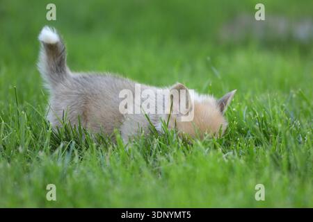 Niedlicher walisischer Corgi pembroke Welpe. Lustiger kleiner Hund im Gras Stockfoto