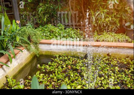 Spritzen Sie einen Gartenbrunnen in einem Teichbecken mit schwimmender Wasserhyazinthe und üppig grünen Büschen. Das Konzept von Gelassenheit, ökologischer Schönheit und Beruf Stockfoto