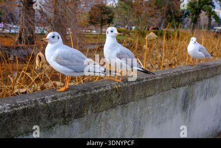 Nahaufnahme von schwarzköpfigen Möwen am Shinobazu Pond im Ueno Park, Tokio, wo ich aufgrund des festen 23-mm-Objektivs meiner Kamera mit den Füßen „heranzoomen“ musste. Stockfoto