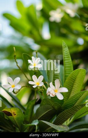 Nahaufnahme von weißen Plumeria-Blüten mit gelben Zentren zwischen üppig grünen tropischen Blättern, weichem natürlichem Licht und unscharfem Hintergrund. Stockfoto