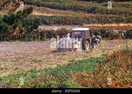 Landarbeiter auf der Insel St. Marys auf den Scilly-Inseln heben und sortieren Narzissen, wenn die Blätter nach der Blüte tot sind. Dieses Foto Stockfoto
