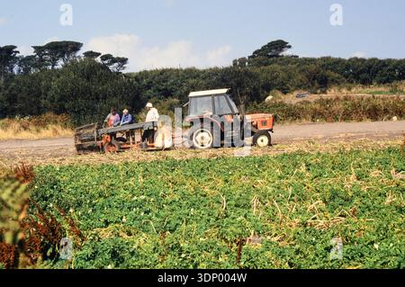 Landarbeiter auf der Insel St. Marys auf den Scilly-Inseln heben und sortieren Narzissen, wenn die Blätter nach der Blüte tot sind. Dieses Foto Stockfoto