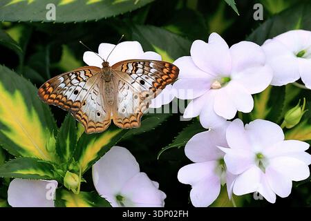 Weißer Pfauenfalter (Anartia jatrophae), der auf grünem Laub ruht und seine markanten weißen Flügel mit orangefarbenen, braunen und schwarzen Flecken zeigt. Stockfoto