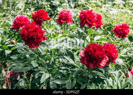 Paeonia, Pfingstrose Roter Charme blüht im Sommer im Garten Stockfoto