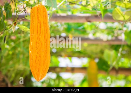 Nahaufnahme gelbe Momordica Gourd auf dem Baum Stockfoto