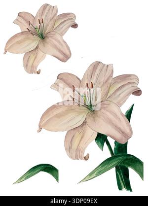 Weiße Lilien mit grünen Blättern Stockfoto
