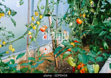 Gewächshausszene mit leuchtenden gelben und roten Kirschtomaten, die an Reben hängen, neben farbenfrohen Paprika, die Bio-Gartenarbeit zeigen Stockfoto