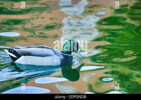 Männliche Stockenten. Anas platyrhynchos. In den Gärten des Königspalastes, Valencia, Spanien. Stockfoto