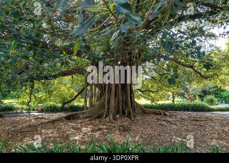 Ein riesiger Feigenbaum aus der Moreton Bay mit massiven Stützwurzeln im Royal Botanic Garden Sydney, New South Wales, Australien. (126 Zeichen). Stockfoto