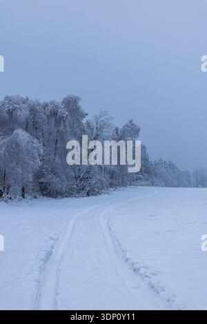Schneebedecktes Feld führt zu einem Waldrand mit frostigen Bäumen unter kaltem Himmel Stockfoto