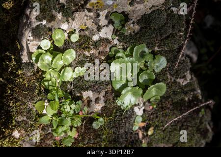 Blick von oben auf grüne Waldpflanzen und Moos, die auf einer Steinoberfläche wachsen. Stockfoto