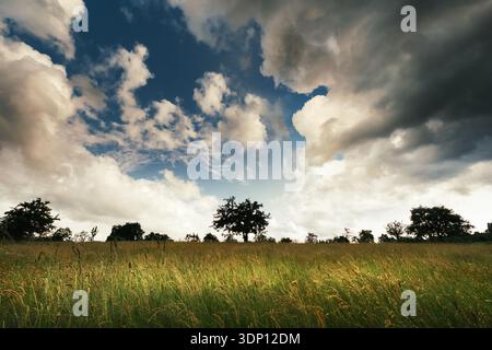 Malerische Wiese mit hohem Gras, dramatischen Wolken und Baumsilhouetten am Horizont Stockfoto