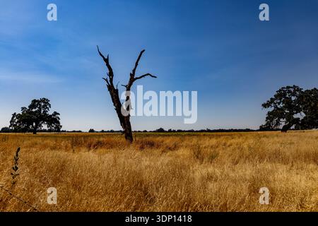 Hohes goldenes Gras füllt das Feld mit einem trockenen Baum, der allein steht. Zwei grüne Bäume sind in der Ferne vor einem klaren blauen Himmel in hellem Sonnenli zu sehen Stockfoto