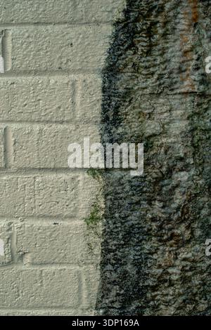 Baumrinde wächst gegen helle Ziegelwände Stockfoto