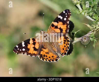 Ein gemalter Lady Butterfly (Vanessa cardui) in der Frühlingszeit in den Cotswold Hills Gloucestershire Großbritannien Stockfoto
