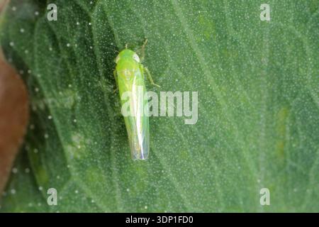 Adulter Kartoffelblatthopper, Empoasca fabae, Hebata vitis auf grünem Blatt. Stockfoto