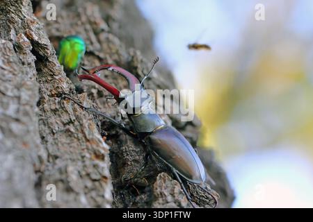 Männlich des europäischen Hirschkäfers, oder des großen Hirschkäfers, Lucanus cervus und grüner Rosenscheuer, Cetonia aurata auf dem Stamm einer Eiche. Stockfoto